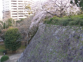 P1010020sakura.jpg